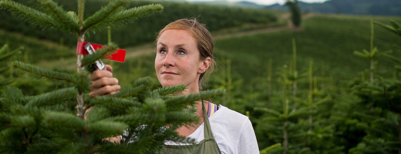 Etikettierung der Weihnachtsbäume